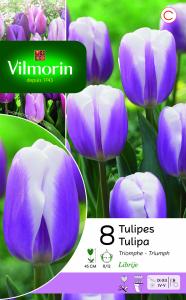 Tulipe Triomphe Librije (x8)